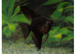 Scalaire sélect full black
