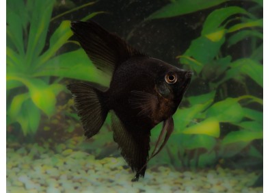 Scalaire sélect full black