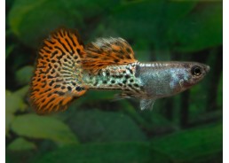 Guppy mâle select red lace