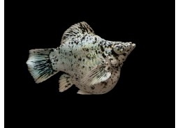 M. ballon shortbody...