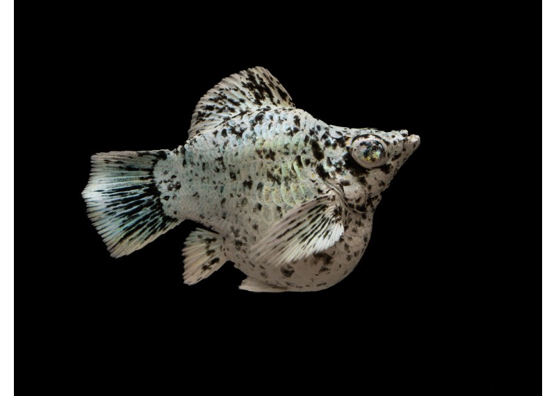 M. ballon shortbody dalmatien blue eyes