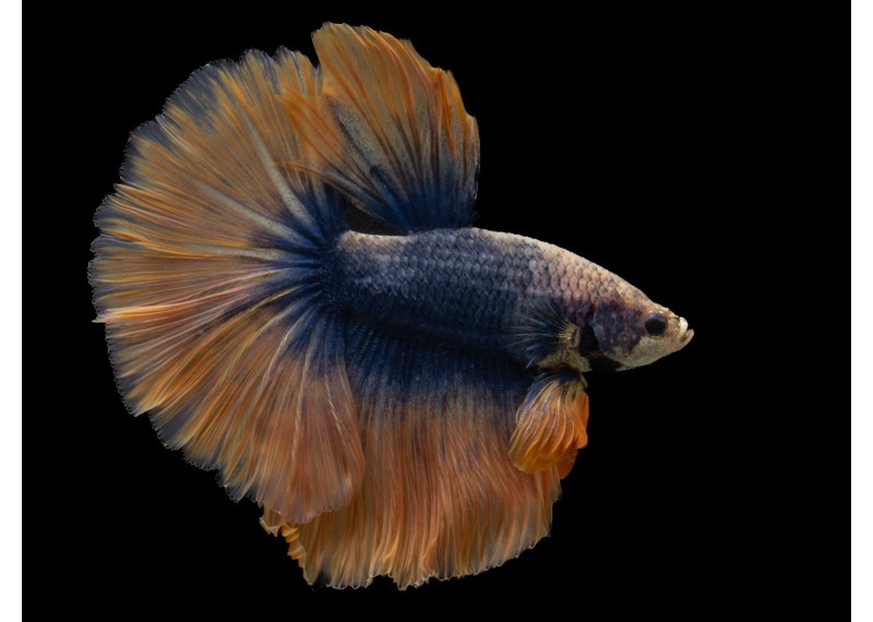 Betta HM select mâle grizzle bleu