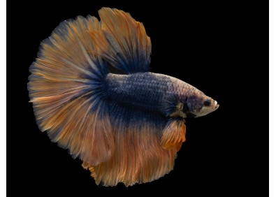 Betta HM select mâle grizzle bleu