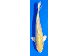 Carpe koi A 30-35 cm Photo...