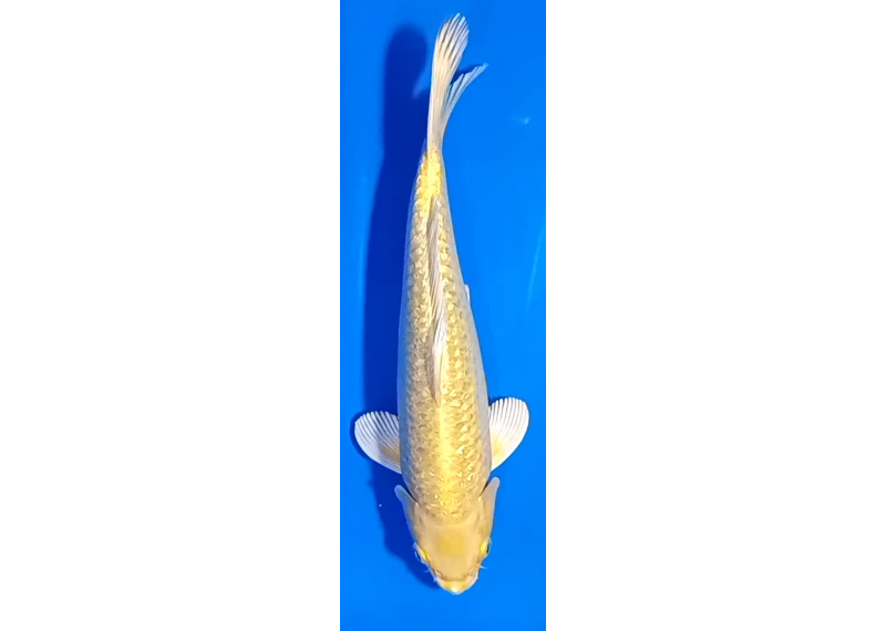 Carpe koi A 30-35 cm Photo N°13