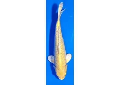 Carpe koi A 30-35 cm Photo N°13