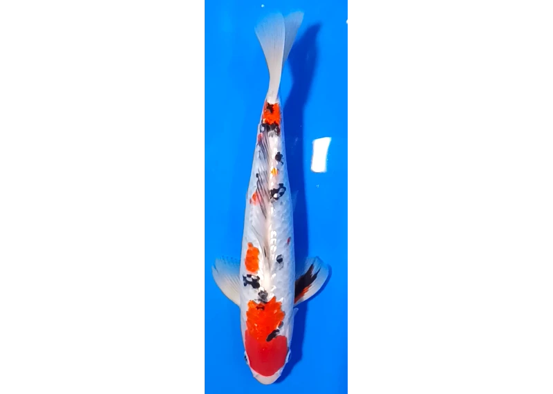 Carpe koi A 30-35 cm Photo N°14