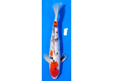 Carpe koi A 30-35 cm Photo N°14