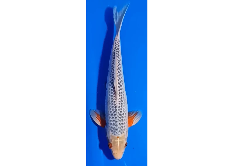 Carpe koi A 30-35 cm Photo N°15