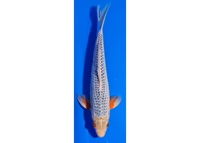 Carpe koi A 30-35 cm Photo N°15