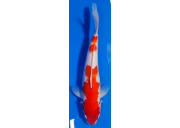 Carpe koi A 30-35 cm Photo...