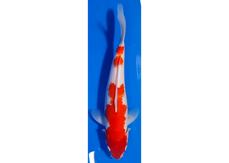 Carpe koi A 30-35 cm Photo N°16