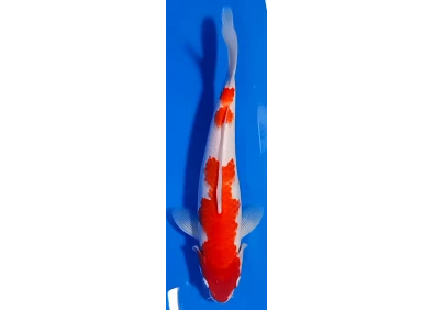 Carpe koi A 30-35 cm Photo N°16