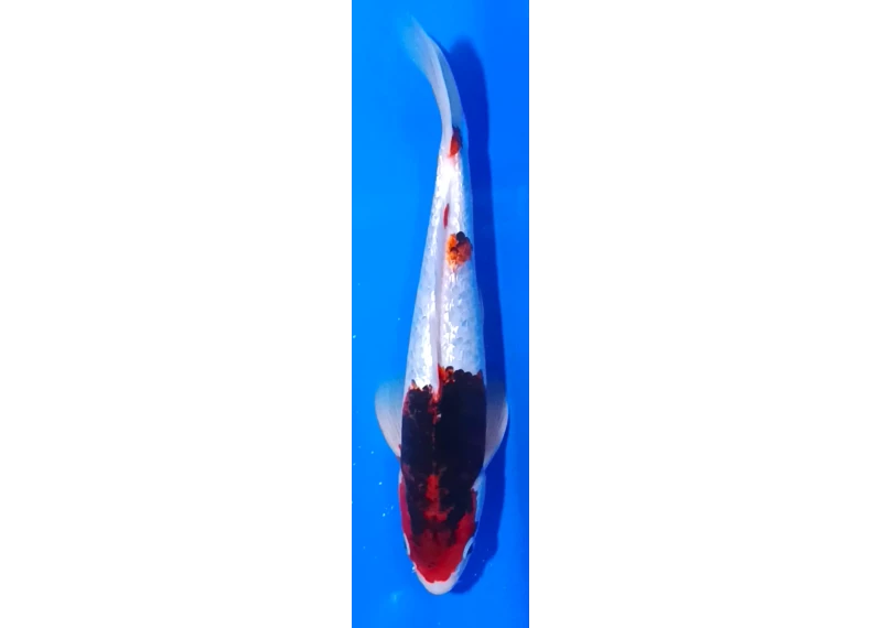 Carpe koi A 30-35 cm Photo N°19