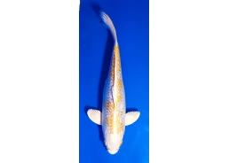 Carpe koi A 30-35 cm Photo...