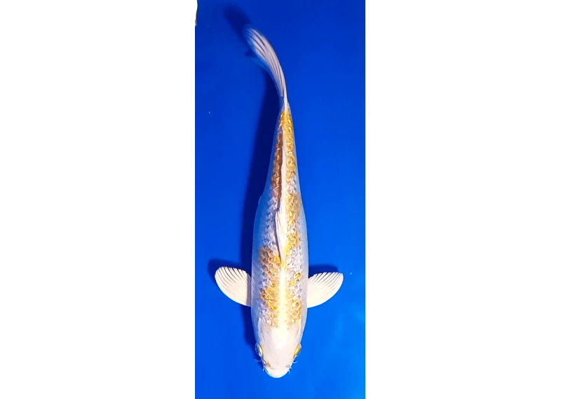 Carpe koi A 30-35 cm Photo N°21