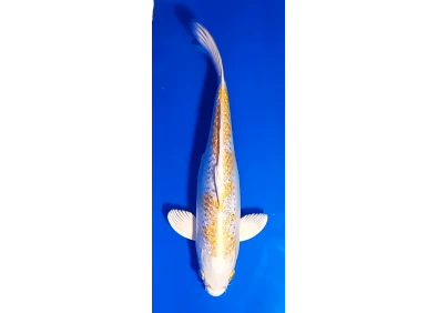 Carpe koi A 30-35 cm Photo N°21