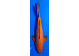 Carpe koi A 30-35 cm Photo...