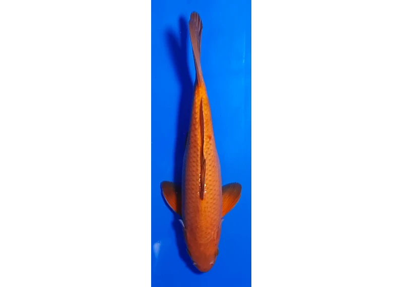 Carpe koi A 30-35 cm Photo N°23