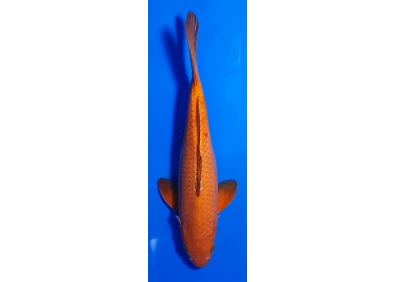 Carpe koi A 30-35 cm Photo N°23