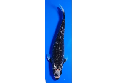 Carpe koi A 30-35 cm Photo N°24