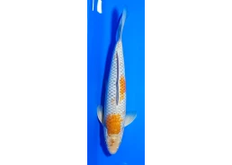 Carpe koi A 30-35 cm Photo...