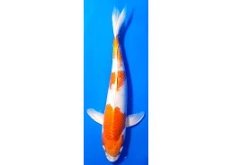 Carpe koi A 30-35 cm Photo...