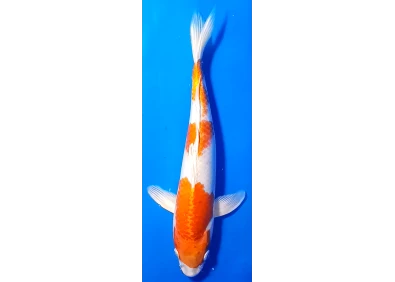 Carpe koi A 30-35 cm Photo N°31