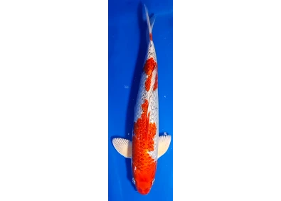 Carpe koi A 40-45 cm Photo N°62