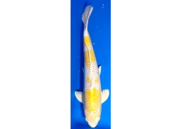 Carpe koi A 40-45 cm Photo...