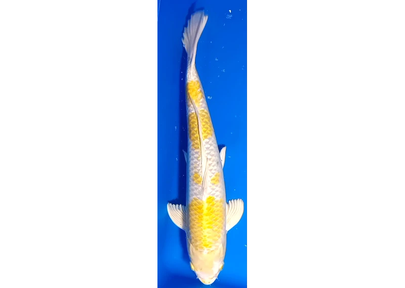 Carpe koi A 40-45 cm Photo N°64