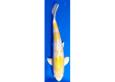 Carpe koi A 40-45 cm Photo N°64