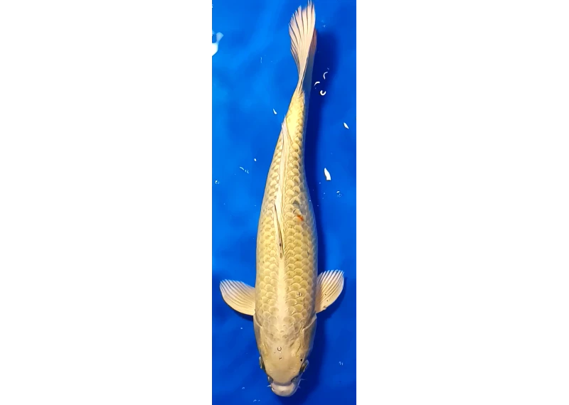 Carpe koi A 40-45 cm Photo N°67