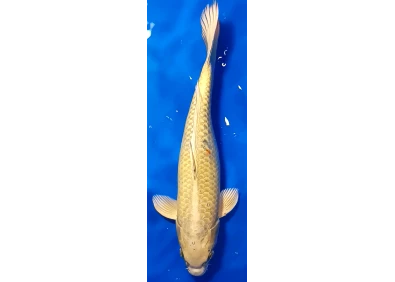 Carpe koi A 40-45 cm Photo N°67