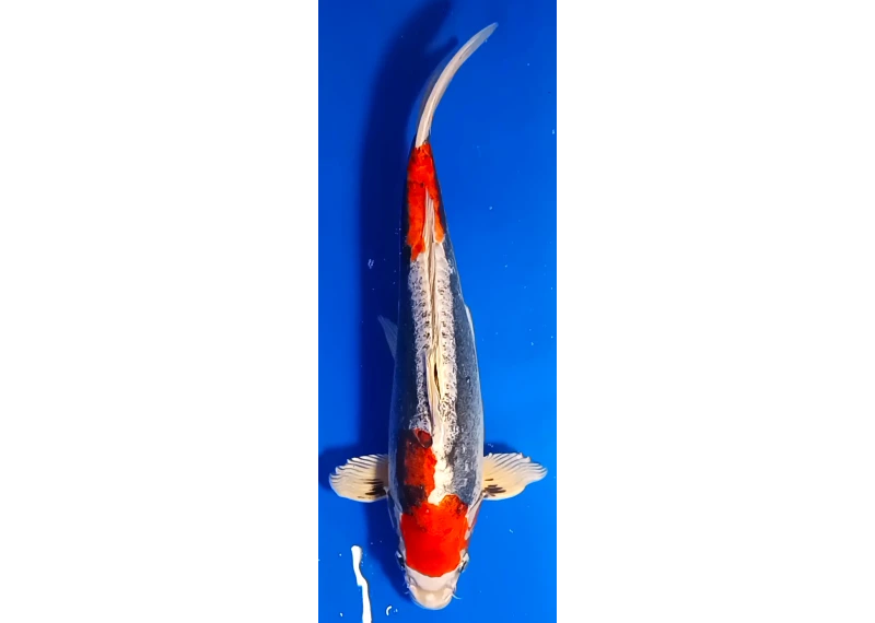 Carpe koi A 40-45 cm Photo N°68