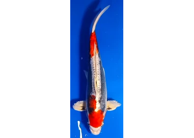 Carpe koi A 40-45 cm Photo N°68