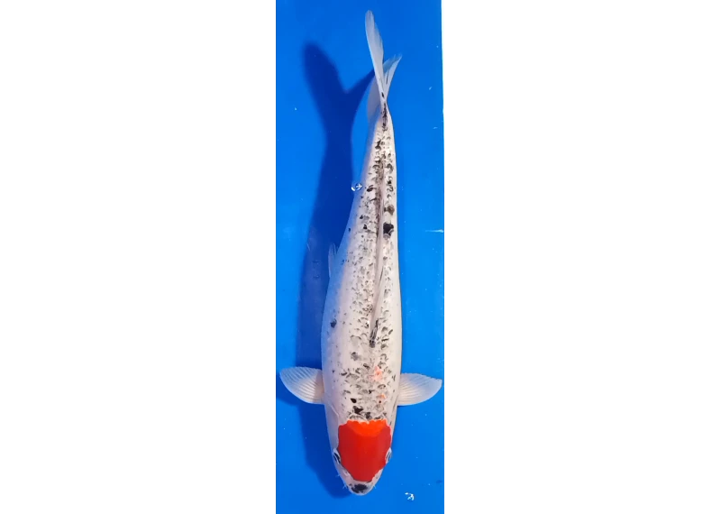 Carpe koi A 40-45 cm Photo N°70