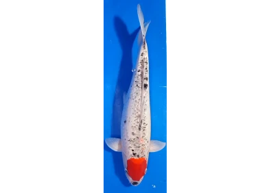 Carpe koi A 40-45 cm Photo N°70