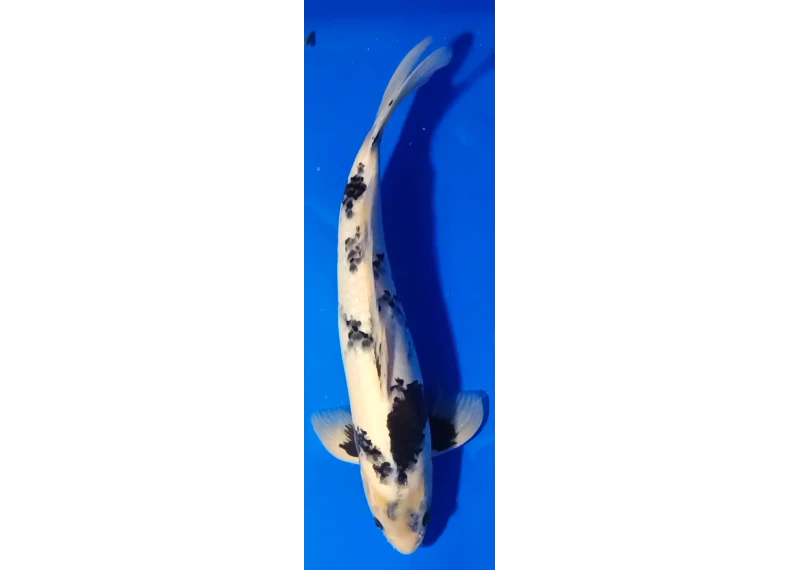 Carpe koi A 40-45 cm Photo N°71