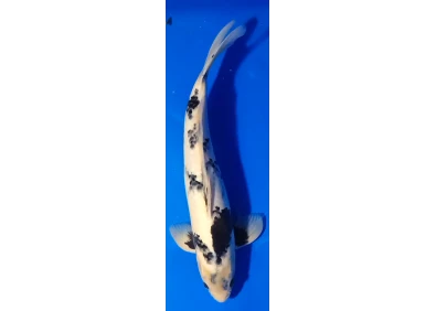 Carpe koi A 40-45 cm Photo N°71