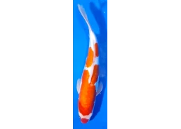 Carpe koi A 40-45 cm Photo...