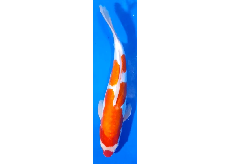 Carpe koi A 40-45 cm Photo N°73