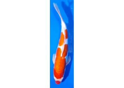 Carpe koi A 40-45 cm Photo N°73