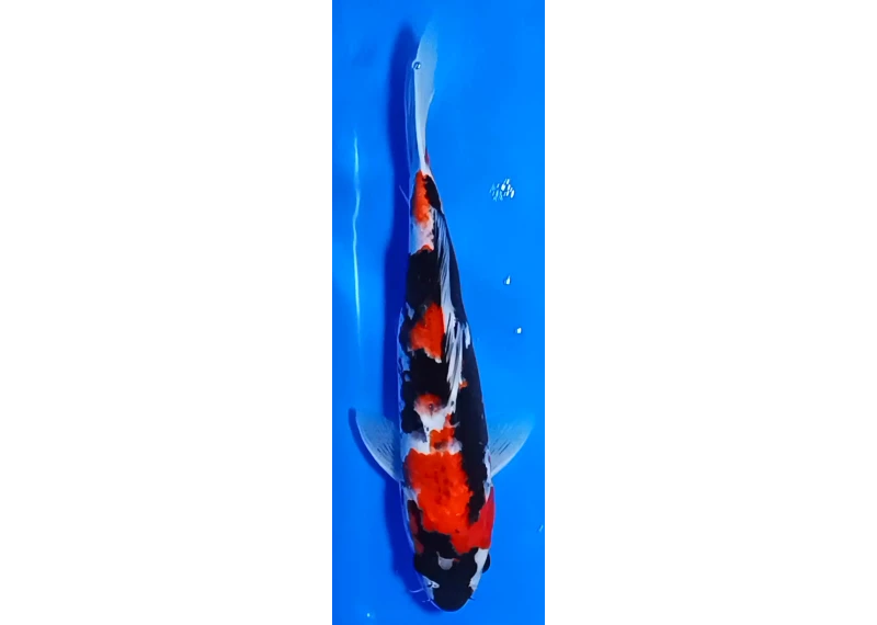 Koï Japon [MARUSEI] 30-35 cm N°51