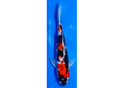 Koï Japon [MARUSEI] 30-35 cm N°51