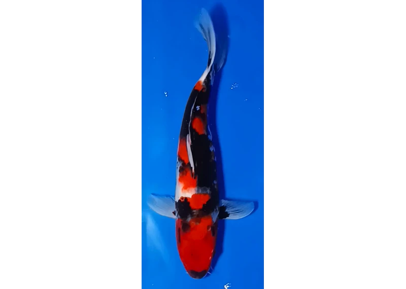 Koï Japon [MARUSEI] 30-35 cm N°55