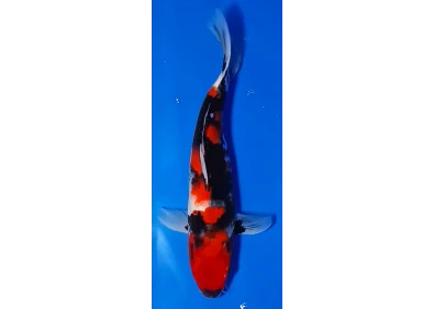 Koï Japon [MARUSEI] 30-35 cm N°55