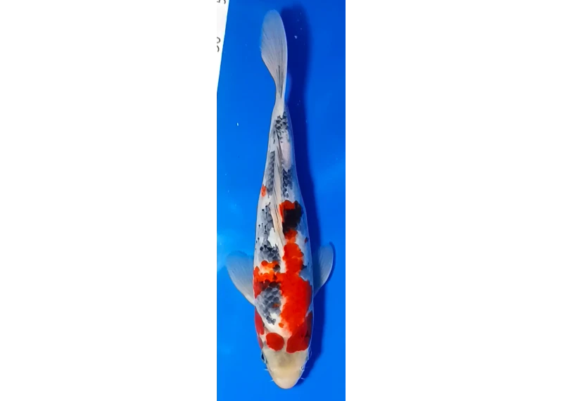 Koï Japon [MARUSEI] 30-35 cm N°58