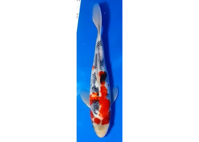 Koï Japon [MARUSEI] 30-35 cm N°58