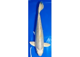 Koï Japon [MARUSEI] 40-45...